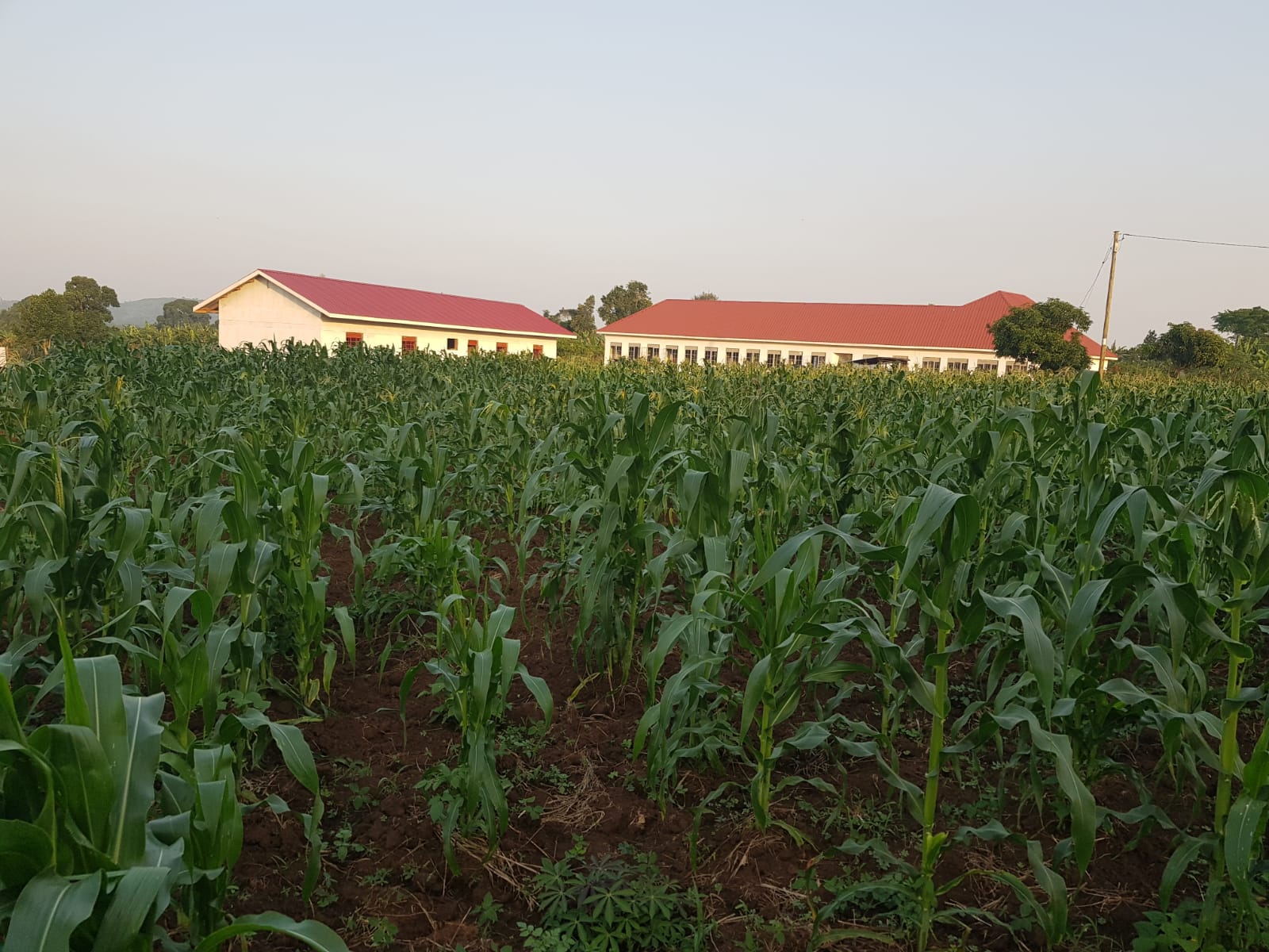 ffouganda
