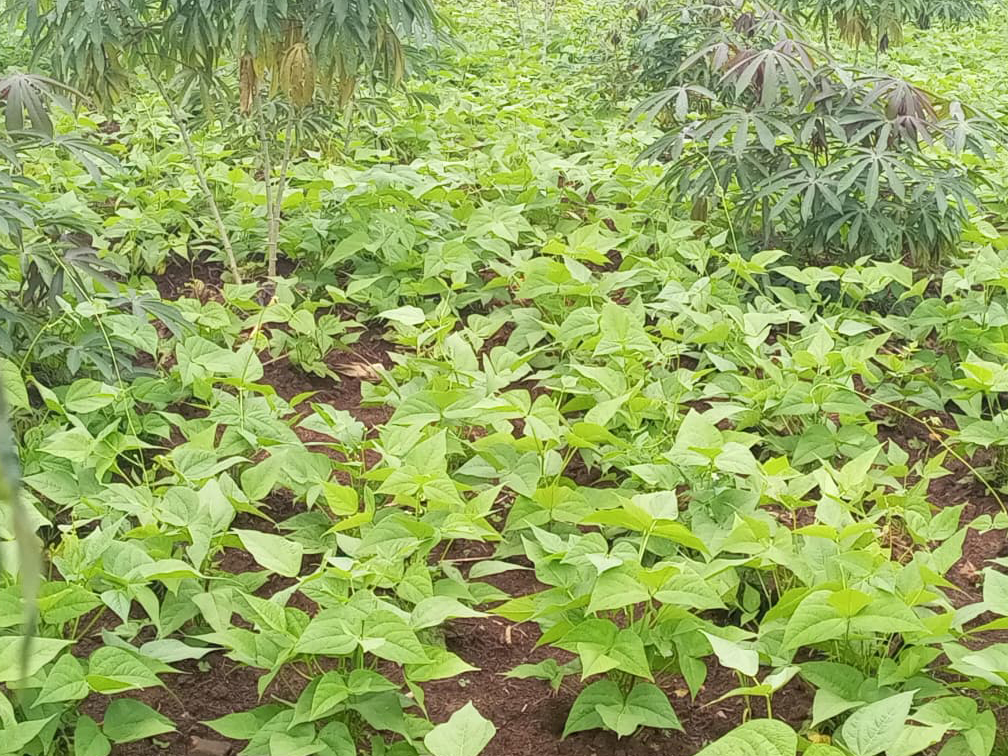 agriculture