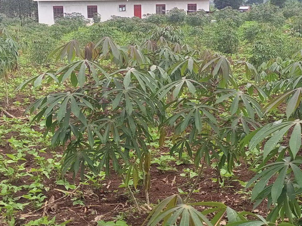 agriculture
