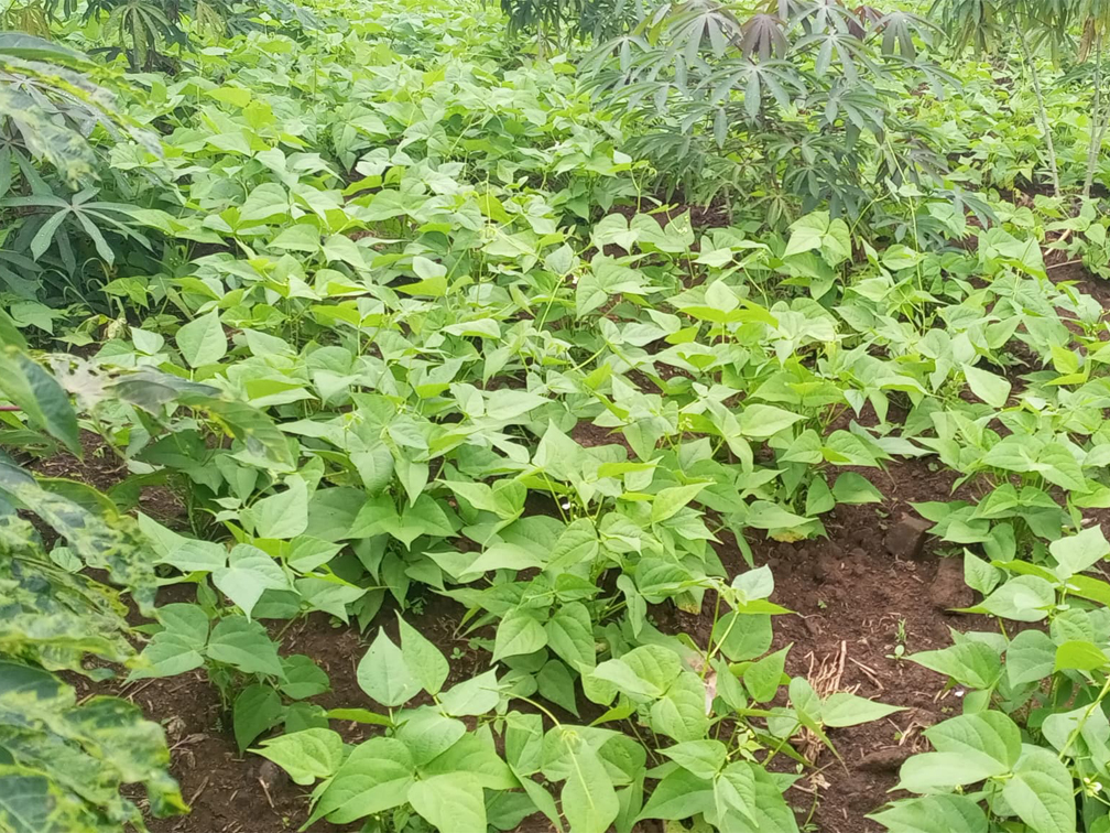 agriculture